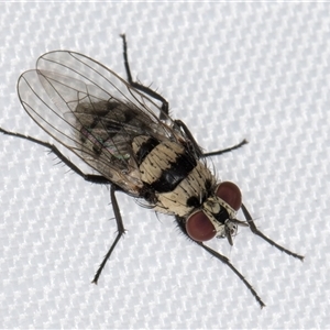 Anthomyia vicarians at Melba, ACT - 29 Dec 2024