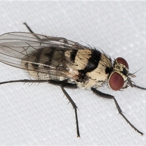 Anthomyia vicarians at Melba, ACT - 29 Dec 2024