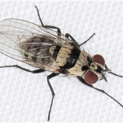 Anthomyia vicarians at Melba, ACT - 29 Dec 2024