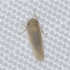 Cicadellidae (family) (Unidentified leafhopper) at Melba, ACT - 29 Dec 2024 by kasiaaus