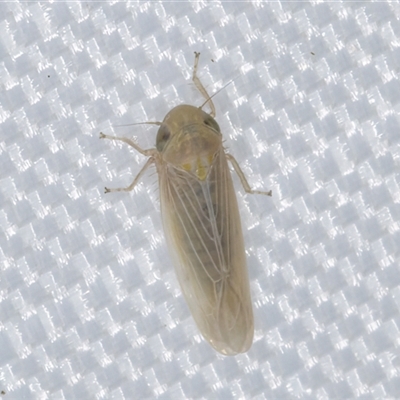 Cicadellidae (family) (Unidentified leafhopper) at Melba, ACT - 29 Dec 2024 by kasiaaus