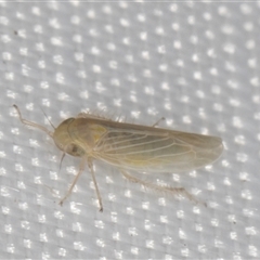 Cicadellidae (family) at Melba, ACT - 29 Dec 2024 11:16 PM