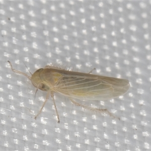 Cicadellidae (family) at Melba, ACT - 29 Dec 2024 11:16 PM