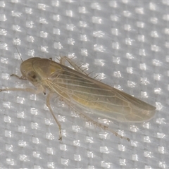 Cicadellidae (family) at Melba, ACT - 29 Dec 2024 11:16 PM