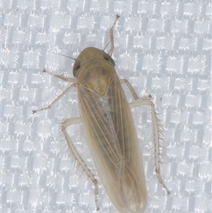 Cicadellidae (family) at Melba, ACT - 29 Dec 2024 11:16 PM