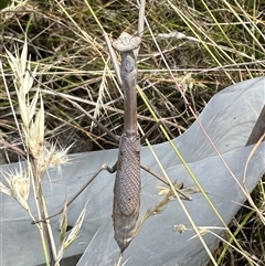 Unidentified Stick insect (Phasmatodea) at Bungendore, NSW - 30 Dec 2024 by yellowboxwoodland