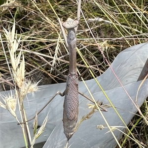 Archimantis latistyla at Bungendore, NSW - 30 Dec 2024