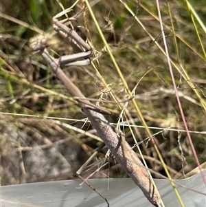 Archimantis latistyla at Bungendore, NSW - 30 Dec 2024 03:01 PM