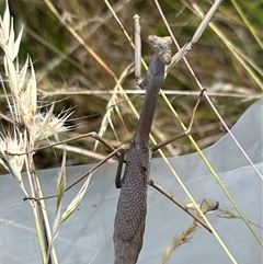 Archimantis latistyla at Bungendore, NSW - 30 Dec 2024