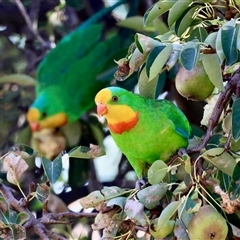 Polytelis swainsonii at Hughes, ACT - 28 Dec 2024 by LisaH