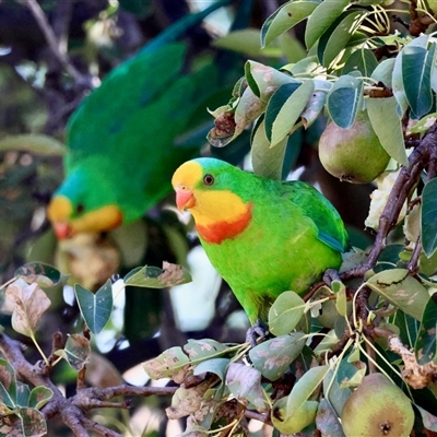 Polytelis swainsonii (Superb Parrot) at Hughes, ACT - 28 Dec 2024 by LisaH