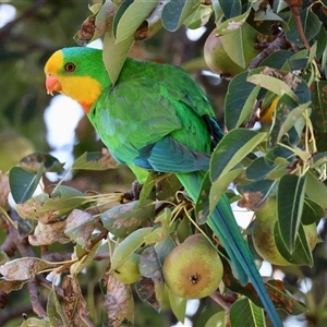 Polytelis swainsonii at Hughes, ACT - suppressed