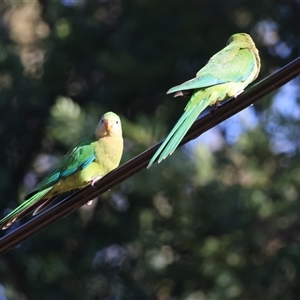 Polytelis swainsonii at Hughes, ACT - 28 Dec 2024