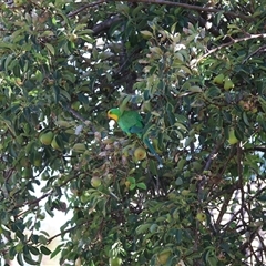 Polytelis swainsonii at Hughes, ACT - suppressed