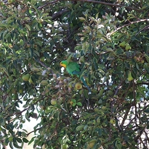 Polytelis swainsonii at Hughes, ACT - 28 Dec 2024