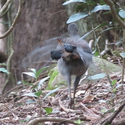 Menura novaehollandiae (Superb Lyrebird) at Jamberoo, NSW - 11 Dec 2024 by MattWhite2906