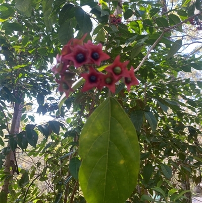 Clerodendrum floribundum (Lolly Bush, Lottery Tree) at Bonny Hills, NSW - 9 Oct 2024 by pls047