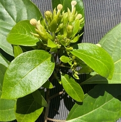 Clerodendrum floribundum at Bonny Hills, NSW - suppressed