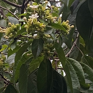 Clerodendrum floribundum at Bonny Hills, NSW - suppressed