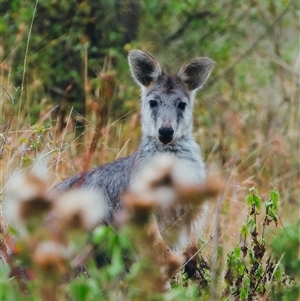 Macropus giganteus (Eastern Grey Kangaroo) at Orangeville, NSW by belleandjason