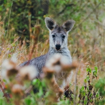 Macropus giganteus (Eastern Grey Kangaroo) at Orangeville, NSW - 31 Dec 2024 by belleandjason