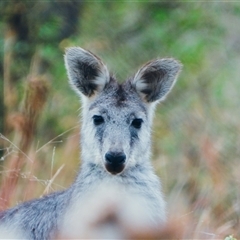 Macropus giganteus at Orangeville, NSW - 31 Dec 2024 10:35 AM