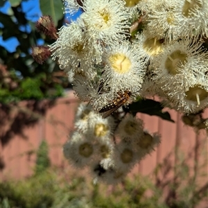 Aeolothynnus sp. (genus) at Mount Kembla, NSW by BackyardHabitatProject