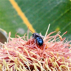 Lipotriches (Austronomia) phanerura at Mount Kembla, NSW - 30 Dec 2024 by BackyardHabitatProject