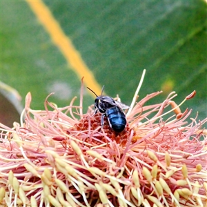 Lipotriches (Austronomia) phanerura at Mount Kembla, NSW by BackyardHabitatProject