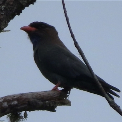 Eurystomus orientalis (Dollarbird) at Araluen, NSW - 29 Dec 2024 by RobParnell