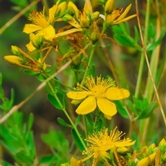 Hypericum perforatum (St John's Wort) at Orangeville, NSW - 31 Dec 2024 by belleandjason