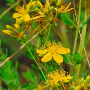 Hypericum perforatum (St John's Wort) at Orangeville, NSW by belleandjason