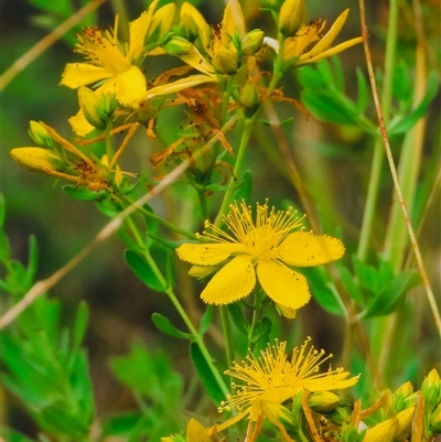 Hypericum perforatum (St John's Wort) at Orangeville, NSW - 31 Dec 2024 by belleandjason