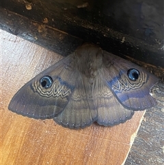 Dasypodia selenophora (Southern old lady moth) at Kew East, VIC - 31 Dec 2024 by Mulch