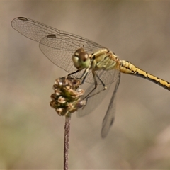 Diplacodes bipunctata (Wandering Percher) at Hawker, ACT - 31 Dec 2024 by Thurstan