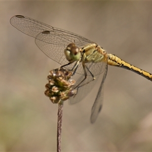 Diplacodes bipunctata at Hawker, ACT - 31 Dec 2024