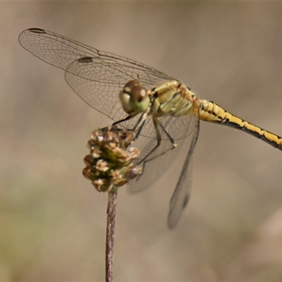 Unidentified Dragonfly or Damselfly (Odonata) at Hawker, ACT - 30 Dec 2024 by Thurstan