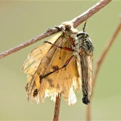 Unidentified Insect at Hawker, ACT - 30 Dec 2024 by Thurstan