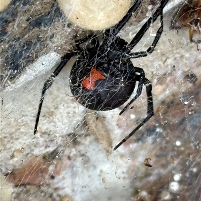 Latrodectus hasselti (Redback Spider) at Kangaroo Valley, NSW - 31 Dec 2024 by lbradley