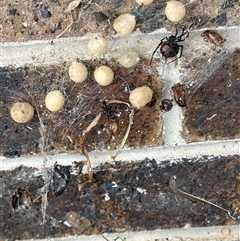 Latrodectus hasselti at Kangaroo Valley, NSW - suppressed