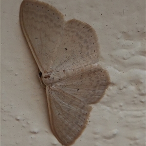 Scopula optivata at Hall, ACT - 30 Dec 2024 09:52 AM