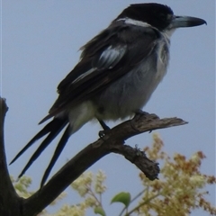 Cracticus torquatus (Grey Butcherbird) at Araluen, NSW - 29 Dec 2024 by RobParnell