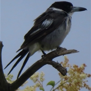 Cracticus torquatus at Araluen, NSW - 29 Dec 2024