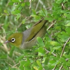 Zosterops lateralis (Silvereye) at Araluen, NSW - 29 Dec 2024 by RobParnell