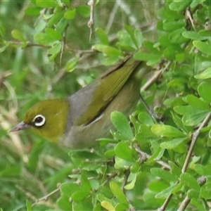 Zosterops lateralis (Silvereye) at Araluen, NSW by RobParnell