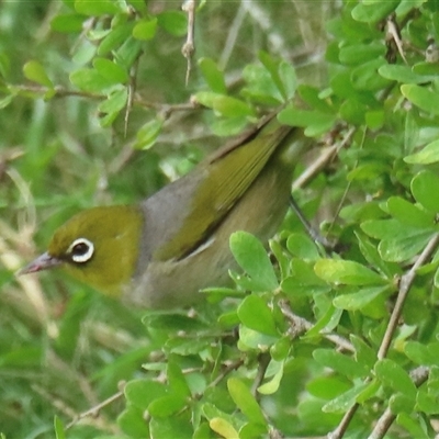 Zosterops lateralis (Silvereye) at Araluen, NSW - 29 Dec 2024 by RobParnell