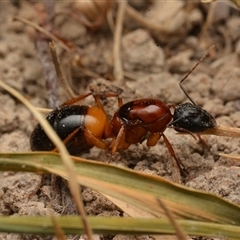 Camponotus consobrinus (Banded sugar ant) at Yarralumla, ACT - 30 Dec 2024 by NateKingsford