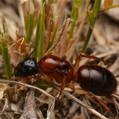 Camponotus nigriceps (Black-headed sugar ant) at Yarralumla, ACT - 30 Dec 2024 by NateKingsford