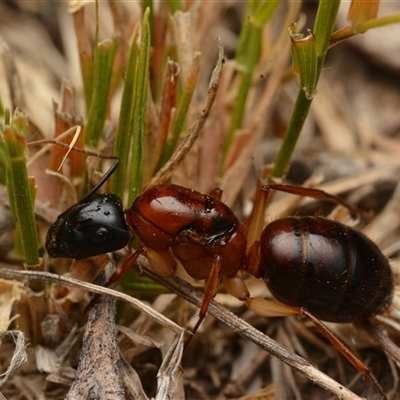 Camponotus nigriceps (Black-headed sugar ant) at Yarralumla, ACT - 30 Dec 2024 by NateKingsford