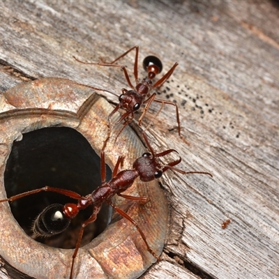 Myrmecia sp. (genus) (Bull ant or Jack Jumper) at Cotter River, ACT - 28 Dec 2024 by NateKingsford